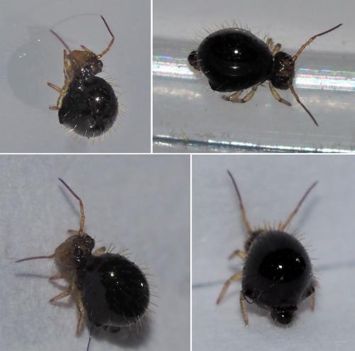 Allacma fusca